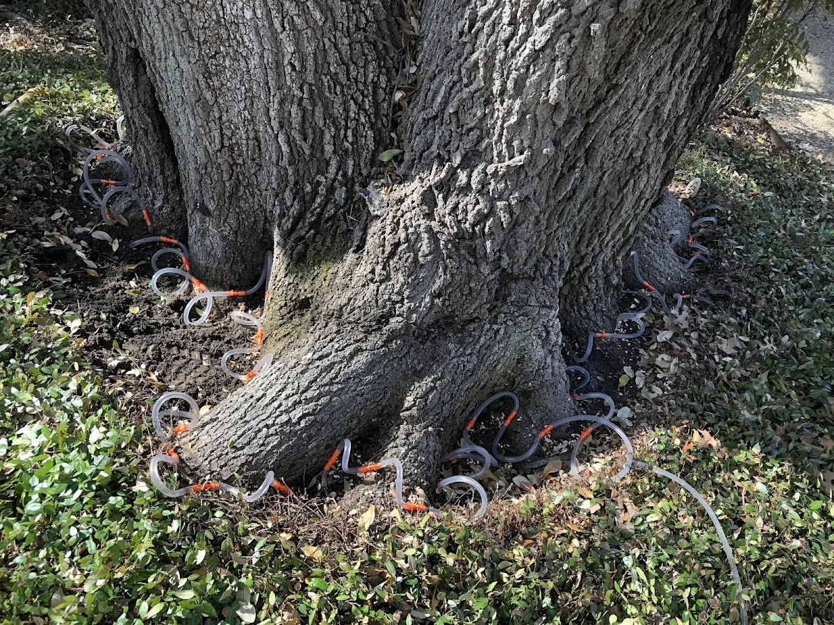 Detailed Tree Cabling and Bracing job site in Sloansville