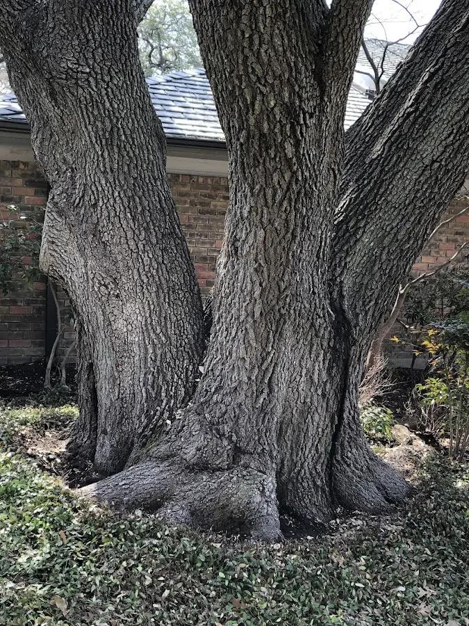 Mature heritage tree close to a Sloansville property cared for by certified arborists